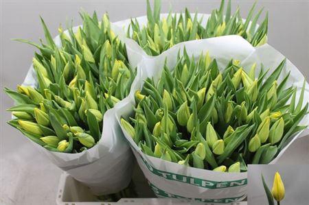 <h4>Tu En Strong Gold</h4>