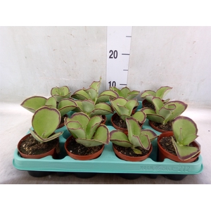 Kalanchoe NF   ...