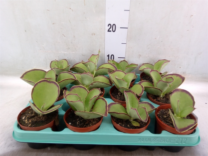 <h4>Kalanchoe NF   ...</h4>