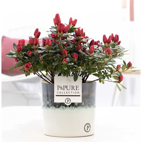 <h4>1st class Azalea red in P&PURE Illusion ceramics</h4>