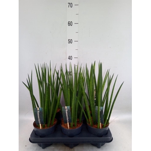 Sansevieria cyl.  ...