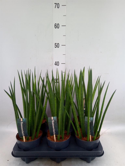 <h4>Sansevieria cyl. ...</h4>