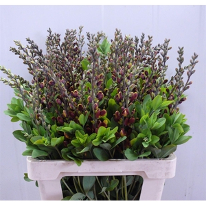 Baptisia Brown Yellow 60cm P Stem
