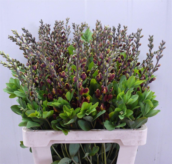 <h4>Baptisia Brown Yellow 60cm P Stem</h4>