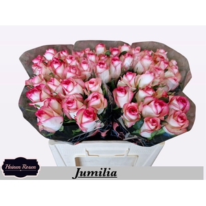 R Gr Jumilia