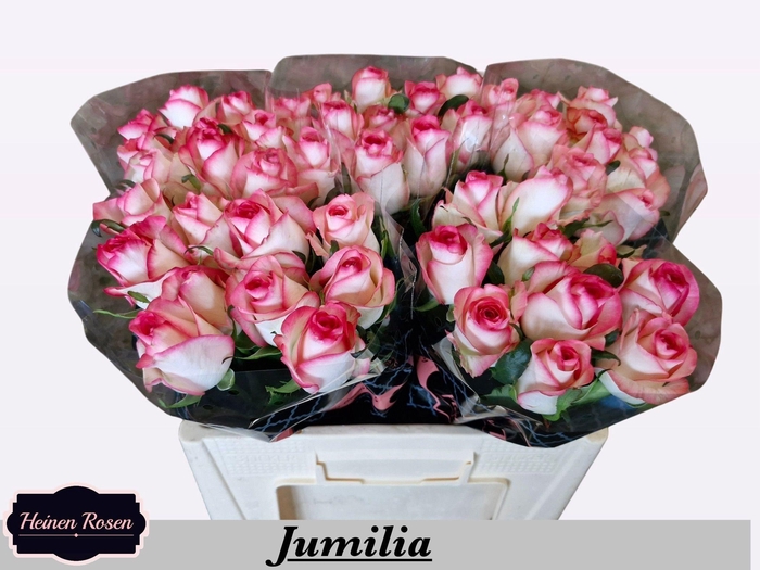 <h4>R GR JUMILIA</h4>