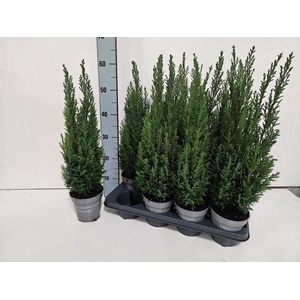 CHAM L ELLWOODII P13 55CM