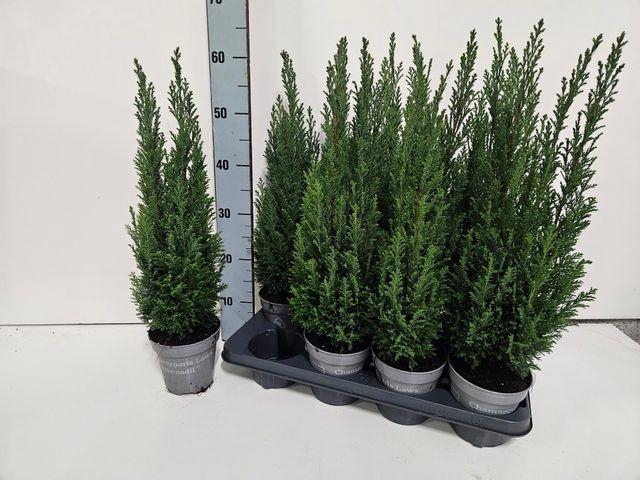 <h4>CHAM L ELLWOODII P13 55CM</h4>