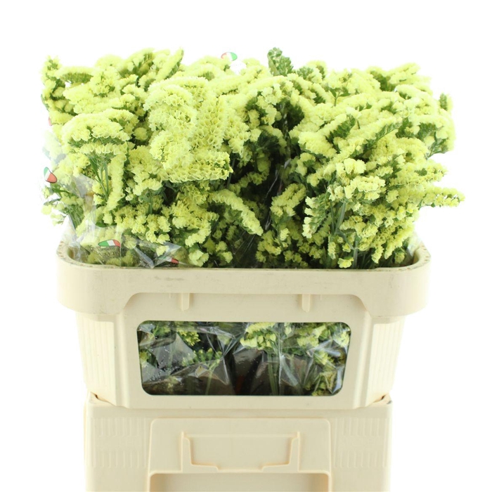 <h4>Limonium St Yellow Birds X50</h4>