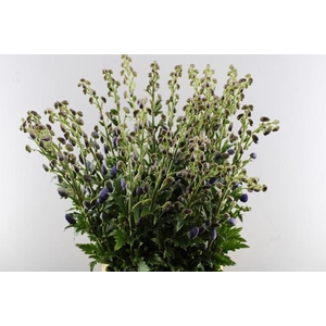 Aconitum Car Arendsii (x30)
