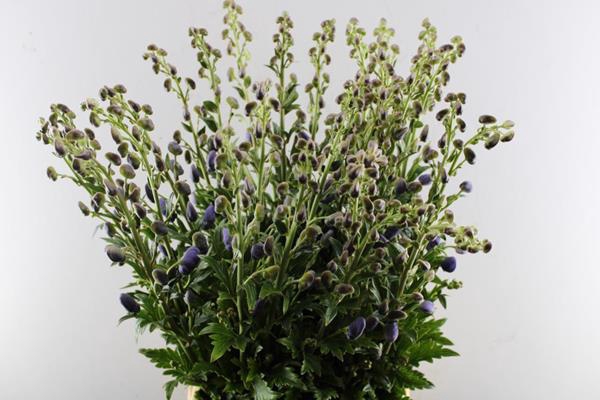 <h4>Aconitum Car Arendsii (x30)</h4>