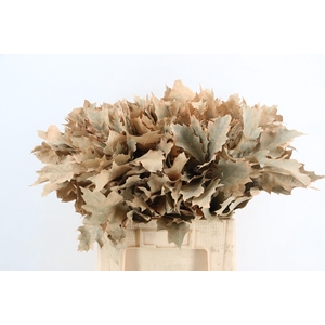 QUERC RUBRA 60CM FROST APRICOT