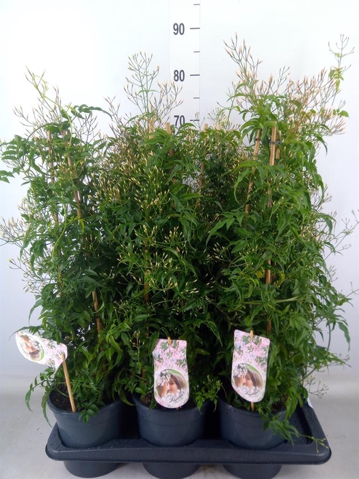 <h4>Jasminum polyanthum</h4>