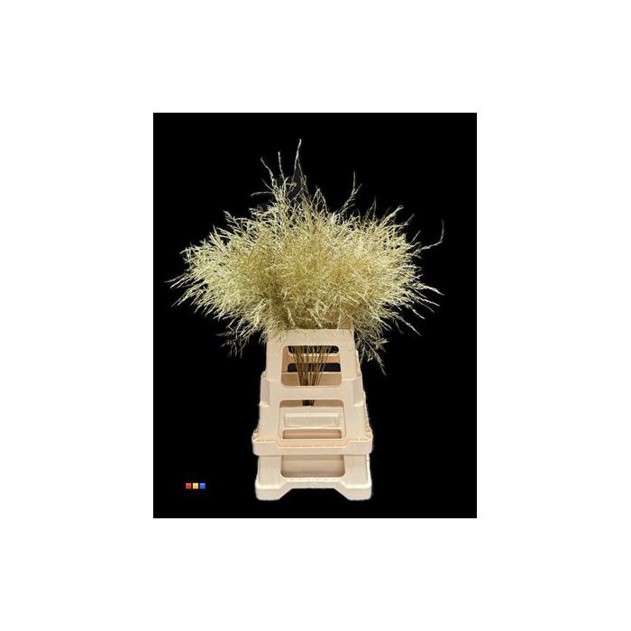 <h4>Treefern Gold</h4>