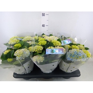 Hydrangea mac. 'Magical Revolution'