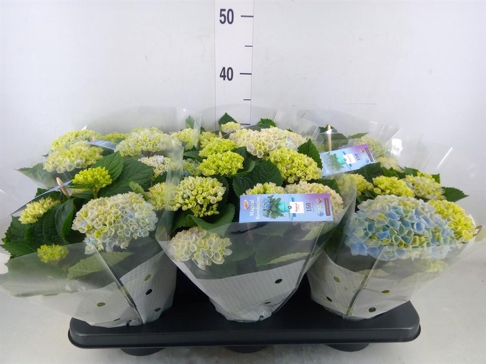 <h4>Hydrangea mac. 'Magical Revolution'</h4>