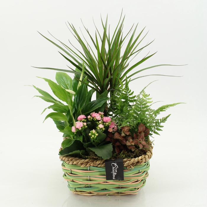 <h4>ESCR-2642RZ Essentials</h4>