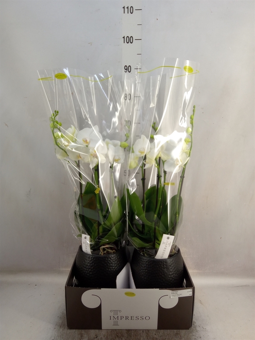 <h4>Phalaenopsis   ...white</h4>