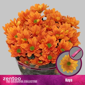 Chrysanthemum Indicum Grp tros Kaya