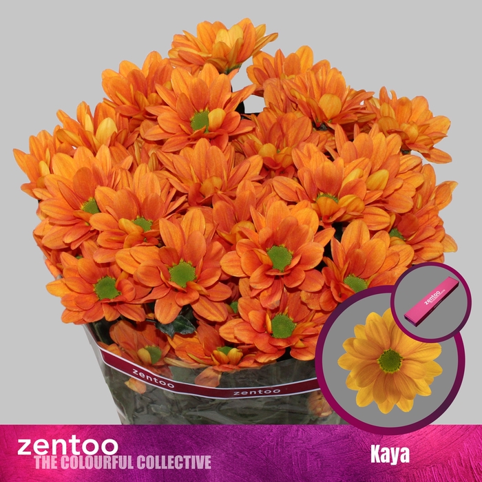 <h4>Chrysanthemum Indicum Grp tros Kaya</h4>