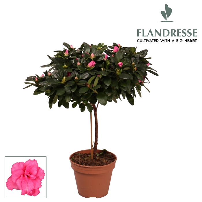 <h4>Azalea Flandresse® stam 'roze' 20 - 22 cm</h4>