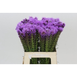 Liatris Spicata