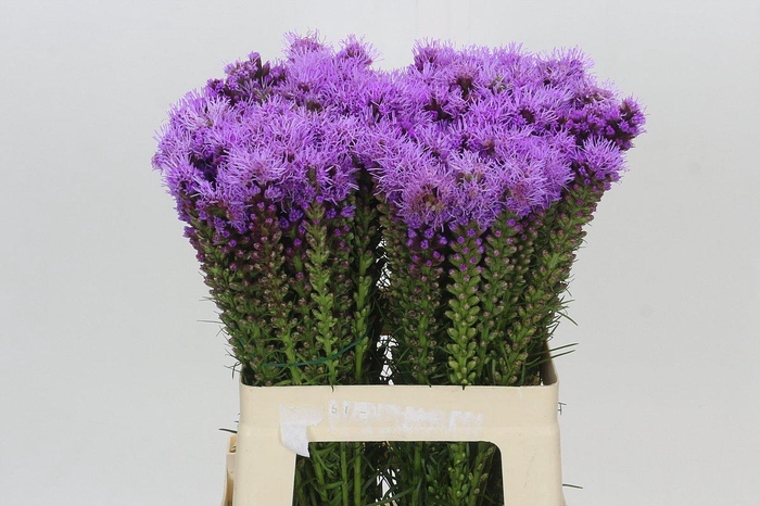 <h4>Liatris Spicata</h4>