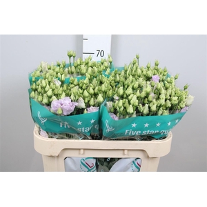 Eus G Alissa Lavender