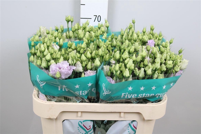 <h4>Eus G Alissa Lavender</h4>