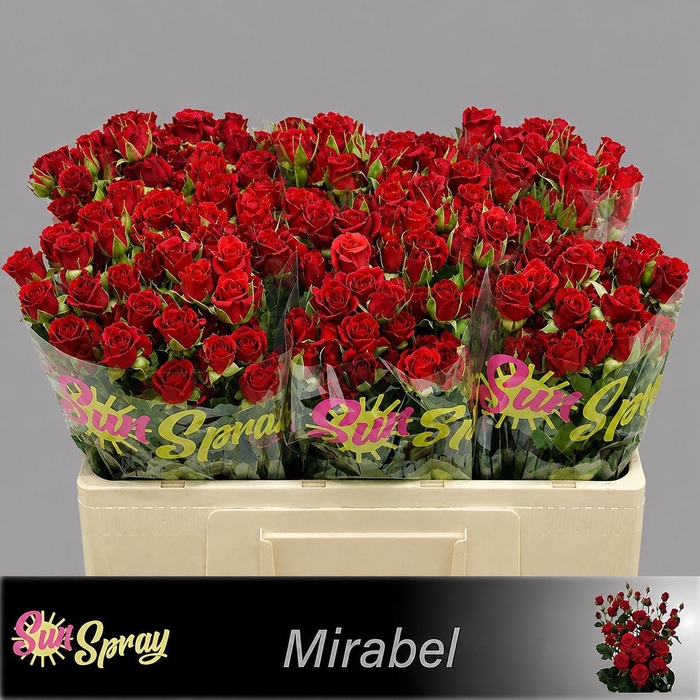 <h4>R TR MIRABEL</h4>