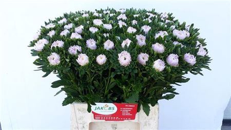 <h4>Callis Jules Pink</h4>