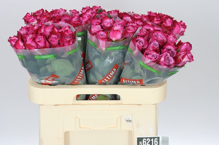 <h4>Rosa Gr Deep Purple</h4>