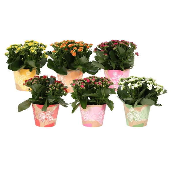 <h4>KP-849.1 - Kalanchoe Rosalina 15cm in waterdichte smartcup</h4>