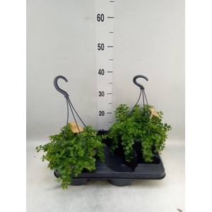 Peperomia rotundifolia