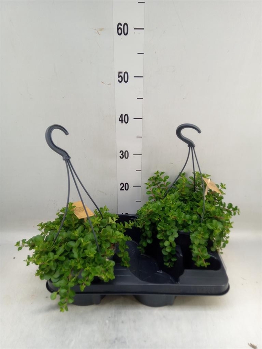 <h4>Peperomia rotundifolia</h4>