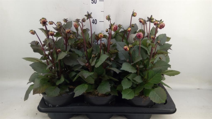 <h4>Dahlia  'Revelation Salmon Bicolor'</h4>