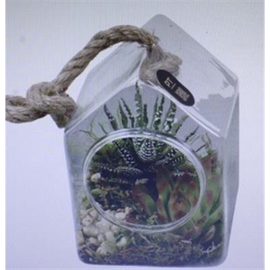 2705 Hang Huisje Succ