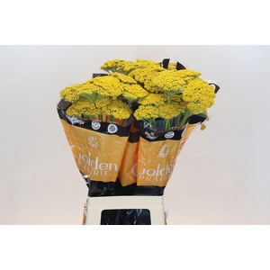 Achillea Golden Prairi