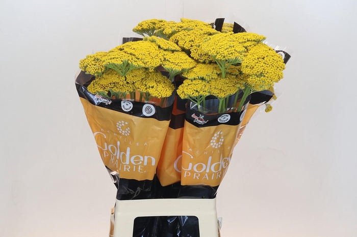 <h4>Achillea Golden Prairi</h4>