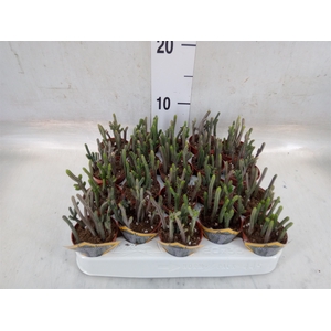 Crassula   ...