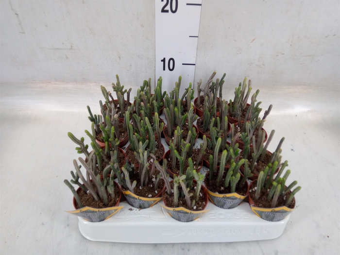 <h4>Crassula   ...</h4>