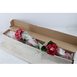 Hydr M Old Pink Tinted X12