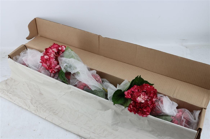 <h4>Hydr M Old Pink Tinted X12</h4>