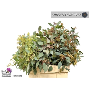 EUC POLYAN FRUI P BS