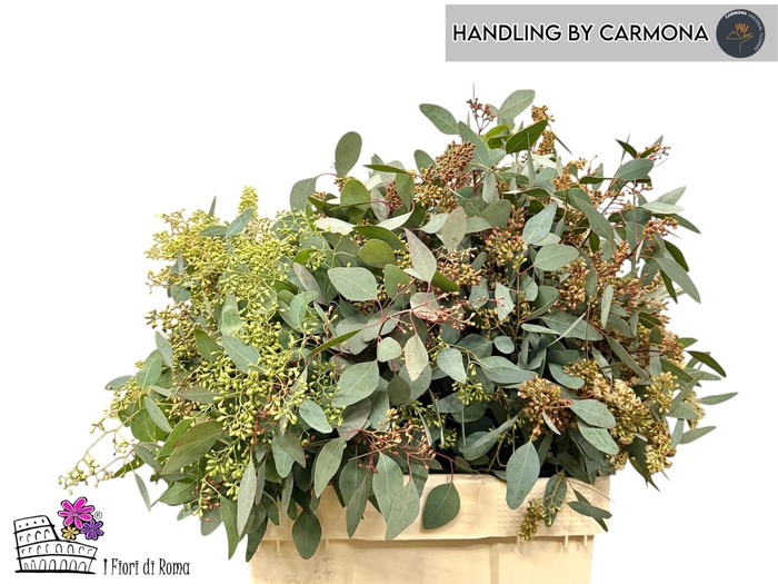 <h4>EUC POLYAN FRUI P BS</h4>