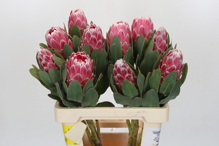 <h4>Protea Lady Di</h4>