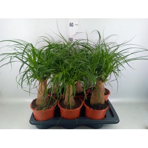 Beaucarnea recurvata