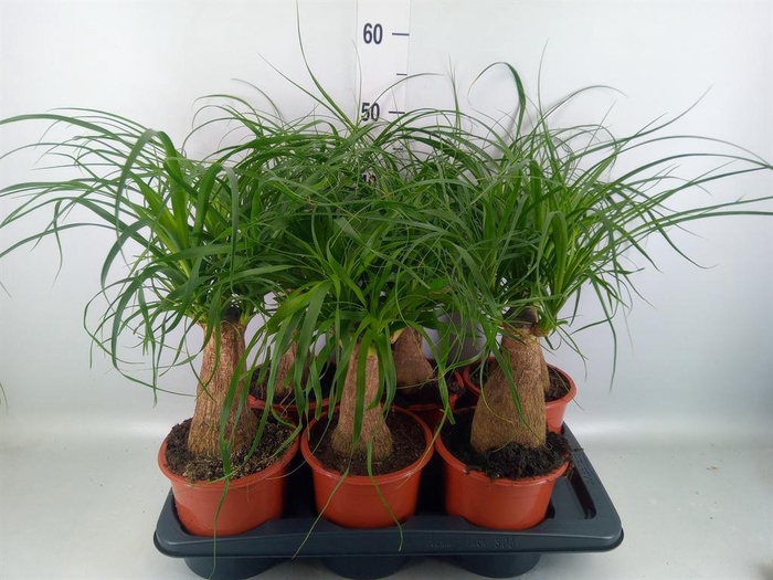 <h4>Beaucarnea recurvata</h4>
