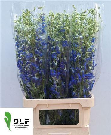 <h4>Delphinium Be Volkerfrieden</h4>