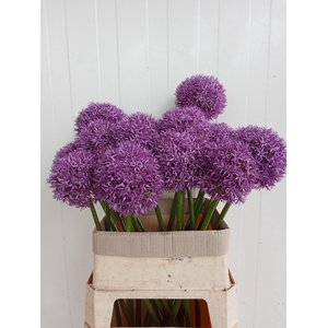 ALLIUM GLOBEMASTER